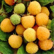 Саджанець Малина Вигорова (ананасна) в контейнері