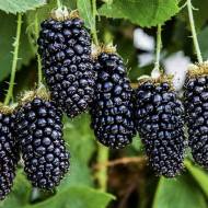 Саджанець Ожина Лонг Беррі в контейнері