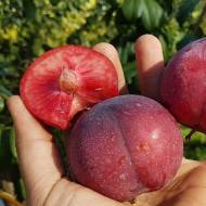 Саджанець Слива диплоїдна Прайм Тайм в контейнері