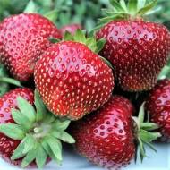 Саджанець Суниця садова Сенсація в контейнері