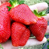 Саджанець Суниця садова Альба в контейнері