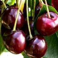 Саджанець Черешня Казка в контейнері