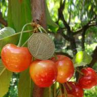 Саджанець Черешня Присадибна в контейнері