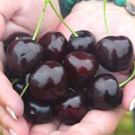 Саджанець черешня колоновидна Сильвія в контейнері