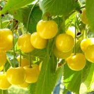 Саджанець Черешня Дрогана жовта в контейнері
