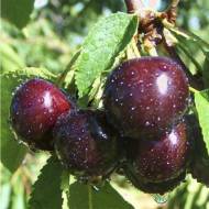 Саджанець Черешня Зодіак в контейнері