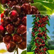 Саджанець Черешня колоновидна Монморансі в контейнері