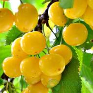 Саджанець Черешня Дачниця в контейнері