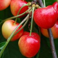 Саджанець Черешня Веге в контейнері