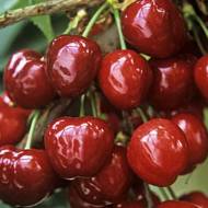 Саджанець Черешня Прімавера в контейнері