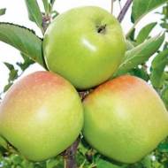 Саджанець Яблуня Ренет Кубанський в контейнері