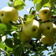 Саджанець Яблуня Білий Налив в контейнері