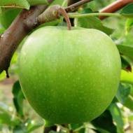 Саджанець Яблуня Гренні Сміт (зимовий сорт) в контейнері