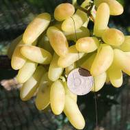 Саженец Виноград (привитый) Голд Фингер в контейнере