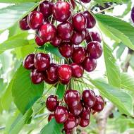 Саженец Вишня колоновидная Восторг в контейнере