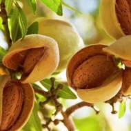 Саженец Миндаль Метеор в контейнере