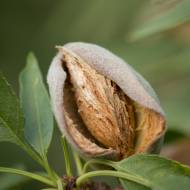 Саженец Миндаль Виктория в контейнере