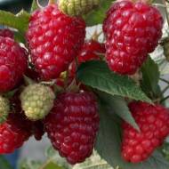 Саженец Малина Патриция в контейнере