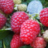 Саженец Малина Каскад делайт в контейнере