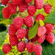 Саженец Малина Столешник (малиновое дерево) в контейнере