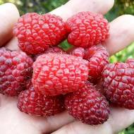 Саженец Малина Версаль в контейнере