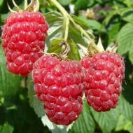 Саженец Малина Париж в контейнере