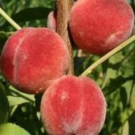 Саженец персик Киевский ранний в контейнере