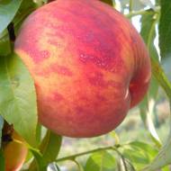 Саженец Персик Посол Мира в контейнере