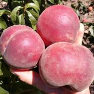 Саженец Персик Роял Тайм в контейнере