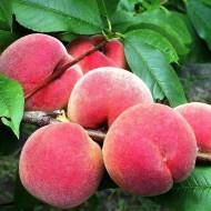 Саженец Персик Пинк Пич в контейнере