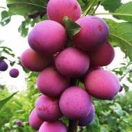 Саженец Слива колоновидная Командор в контейнере