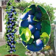 Саженец Слива колоновидная Анже в контейнере