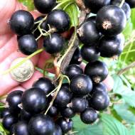 Саженец Смородина Зуша в контейнере