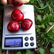 Саженец Черешня Крупноплодная в контейнере