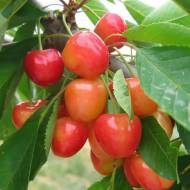 Саженец Черешня колоновидная Мертон Глори в контейнере