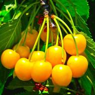 Саженец Черешня Дрогана желтая в контейнере