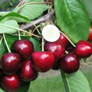 Саженец Черешня Гигант Ред в контейнере