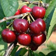 Саженец Черешня Тамара в контейнере