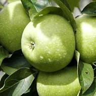 Саженец Яблоня Ренет Кубанский в контейнере