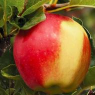 Саженец Яблоня Амброзия в контейнере