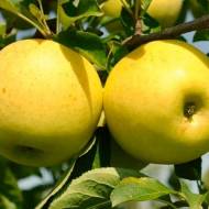 Саженец Яблоня Голден Делишес в контейнере