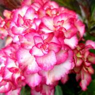 Саджанець Гортензія великолиста Miss Saori в контейнері