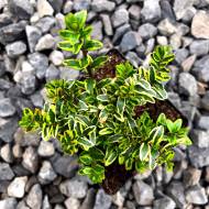 Саджанець Жимолость шапочна Variegata (кущова) в контейнері