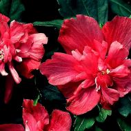 Саджанець Гібіскус Freedom в контейнері