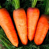 Морква Болтекс