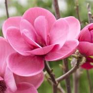 Саджанець Магнолія гібридна Watermelon в контейнері