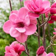 Саженец гибридной магнолии Watermelon в контейнере