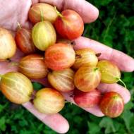 Саджанець Агрус Ксена в контейнері