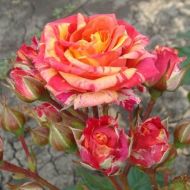 Троянда спрей Фаєр Флеш в контейнері