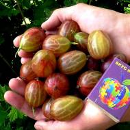 Саженец Крыжовник Ксена в контейнере